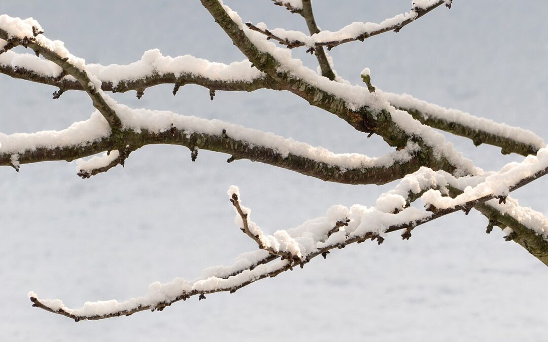 winter pruning abc’s